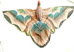 Brown eagle kite