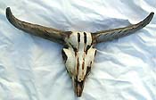 SKULL30SS.jpg (11692 bytes)