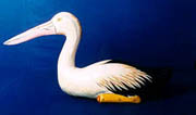 bird-73.jpg (5489 bytes)