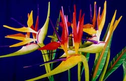 birdofparadise.jpg (19678 bytes)